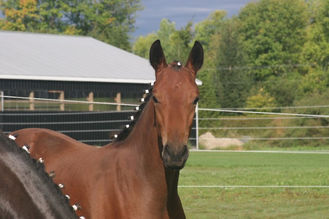 Bravado (Belissimo M / Laura) pictured here at age four months. 