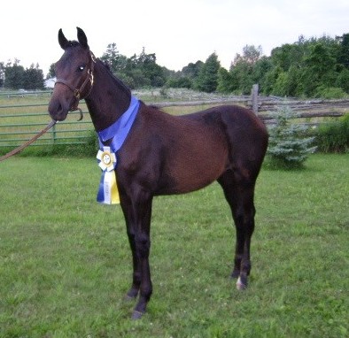 Pictured here is Denchampira "Diva" wearing the ribbon she was awarded at the Hanoverian Foal Inspection on July 31, 2008.
