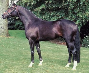 Hanoverian Stallion Harvard sired by . Hohenstein (who was sired by Caprimond)